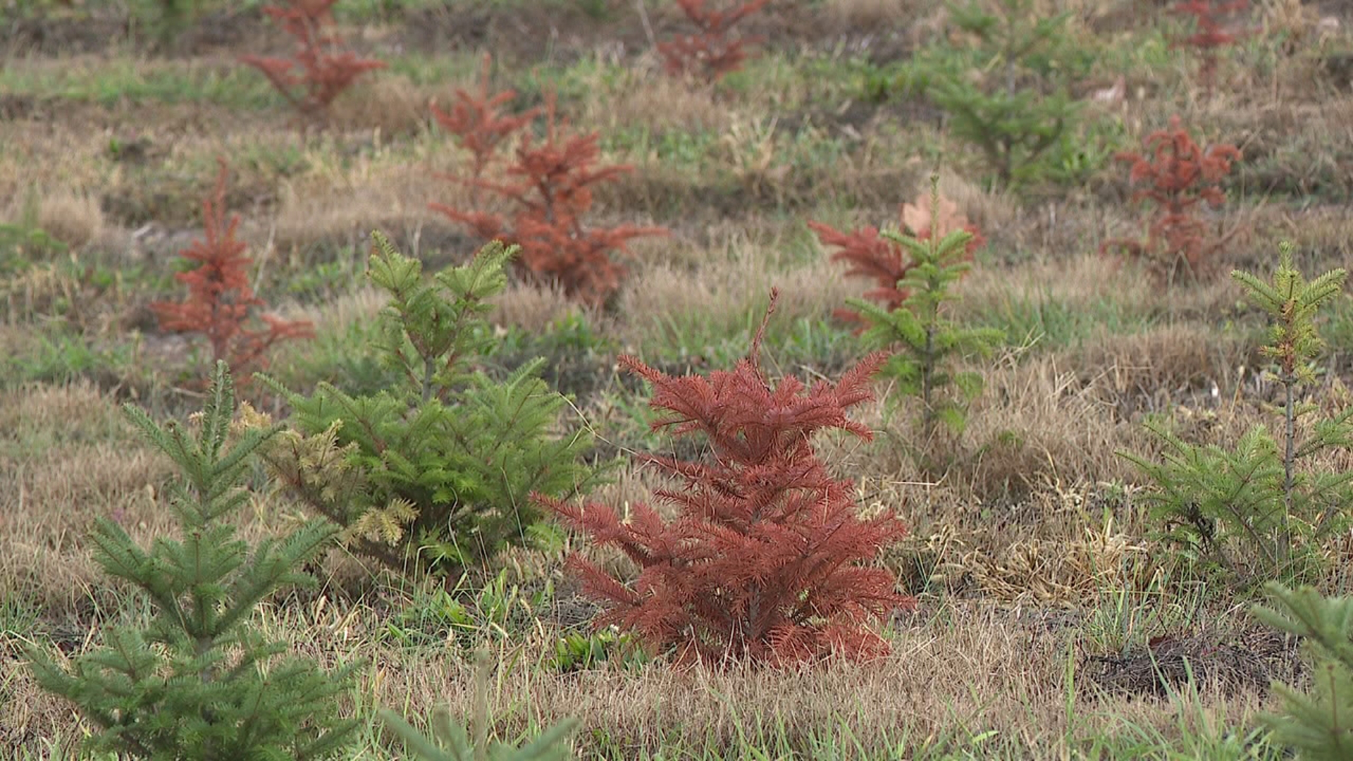 After weeks of drought, some Christmas tree farmers, like Jeff Hill near Orwigsburg, have noticed their younger trees dying off.