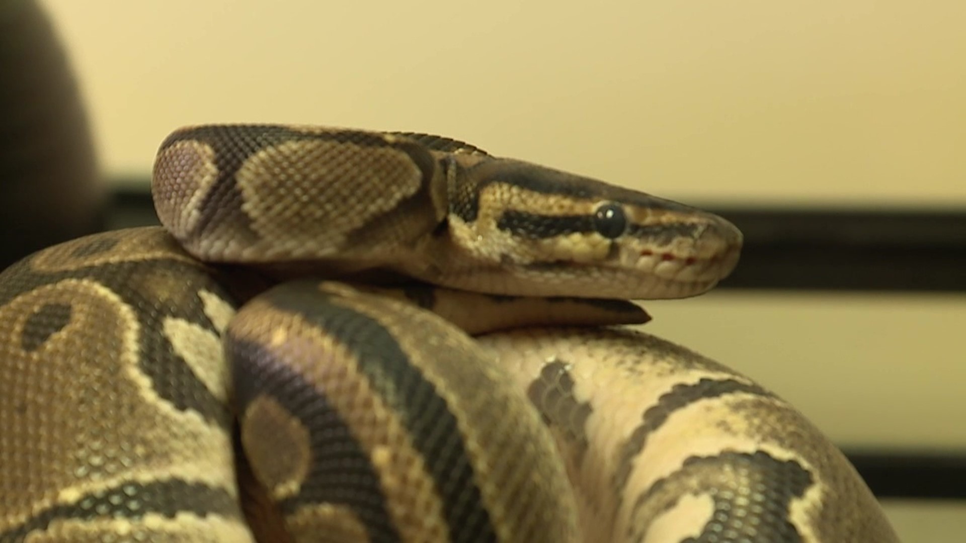 Newswatch 16's Chris Keating stopped by the Lycoming County SPCA to get a firsthand look at the crawly critter.