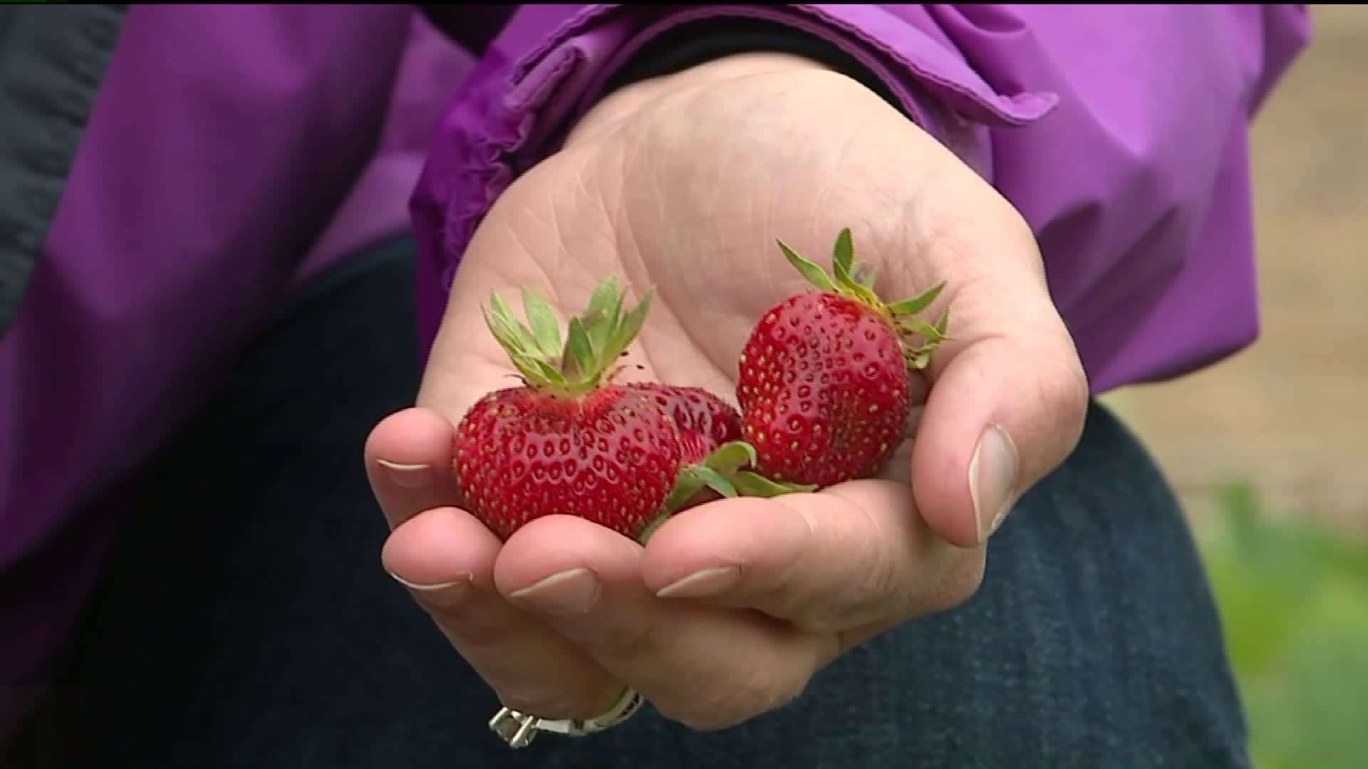 Weather not 'Berry' Good for Farmers