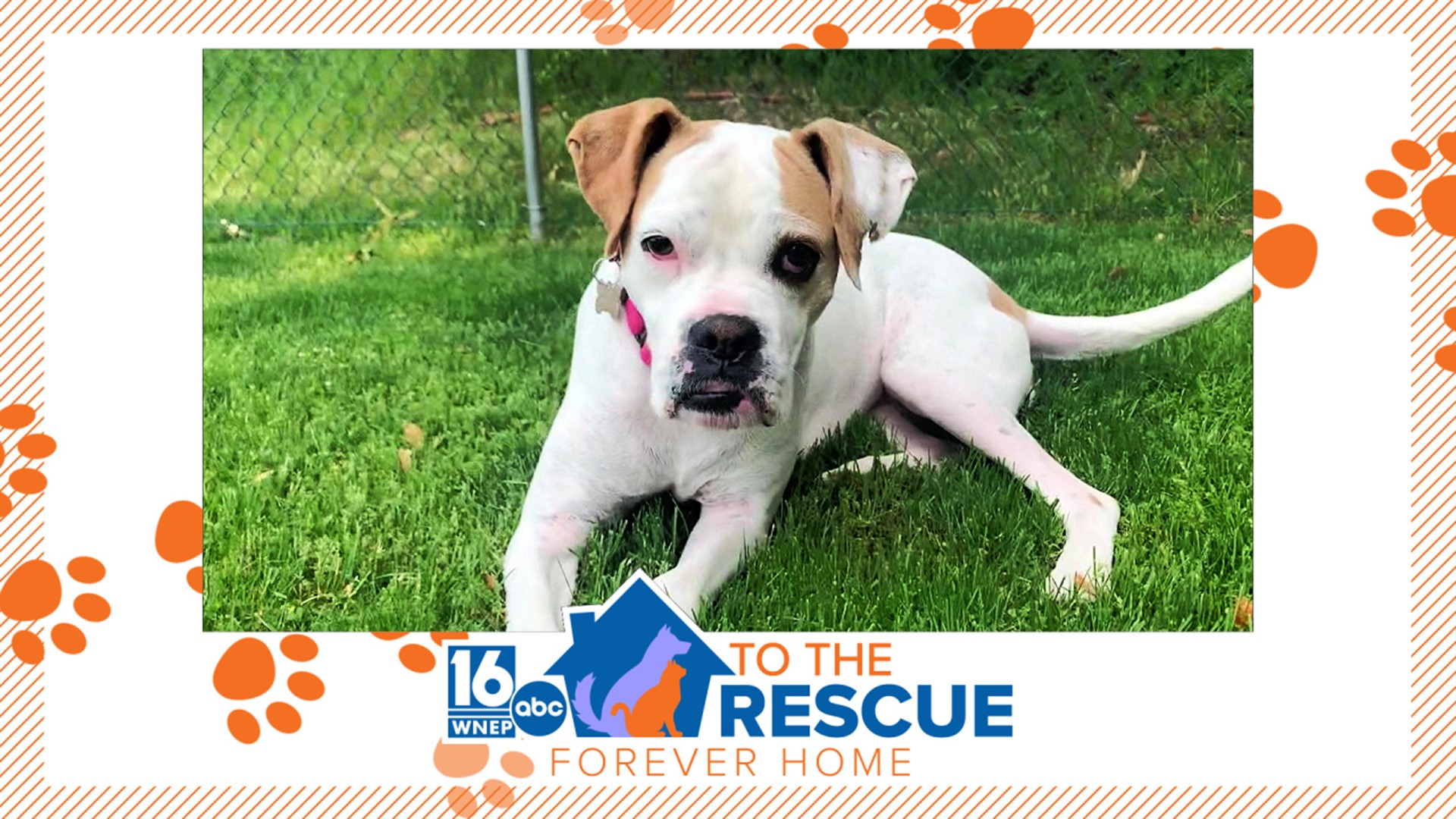 We say all roads lead to NEPA, but this pup's story started an ocean away in Turkey. In this week's 16 To the Rescue, we meet Ayla, who is excited to make our area.