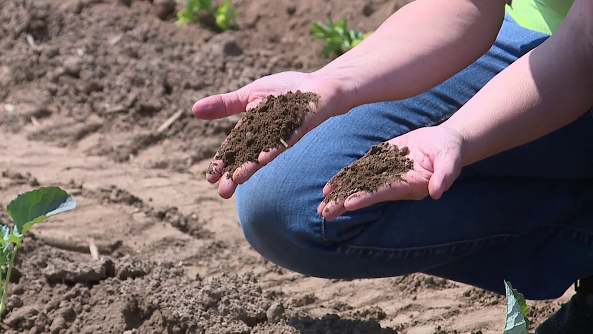 With little to no rain in May, farmers are having to deal with the stress of dry growing conditions.