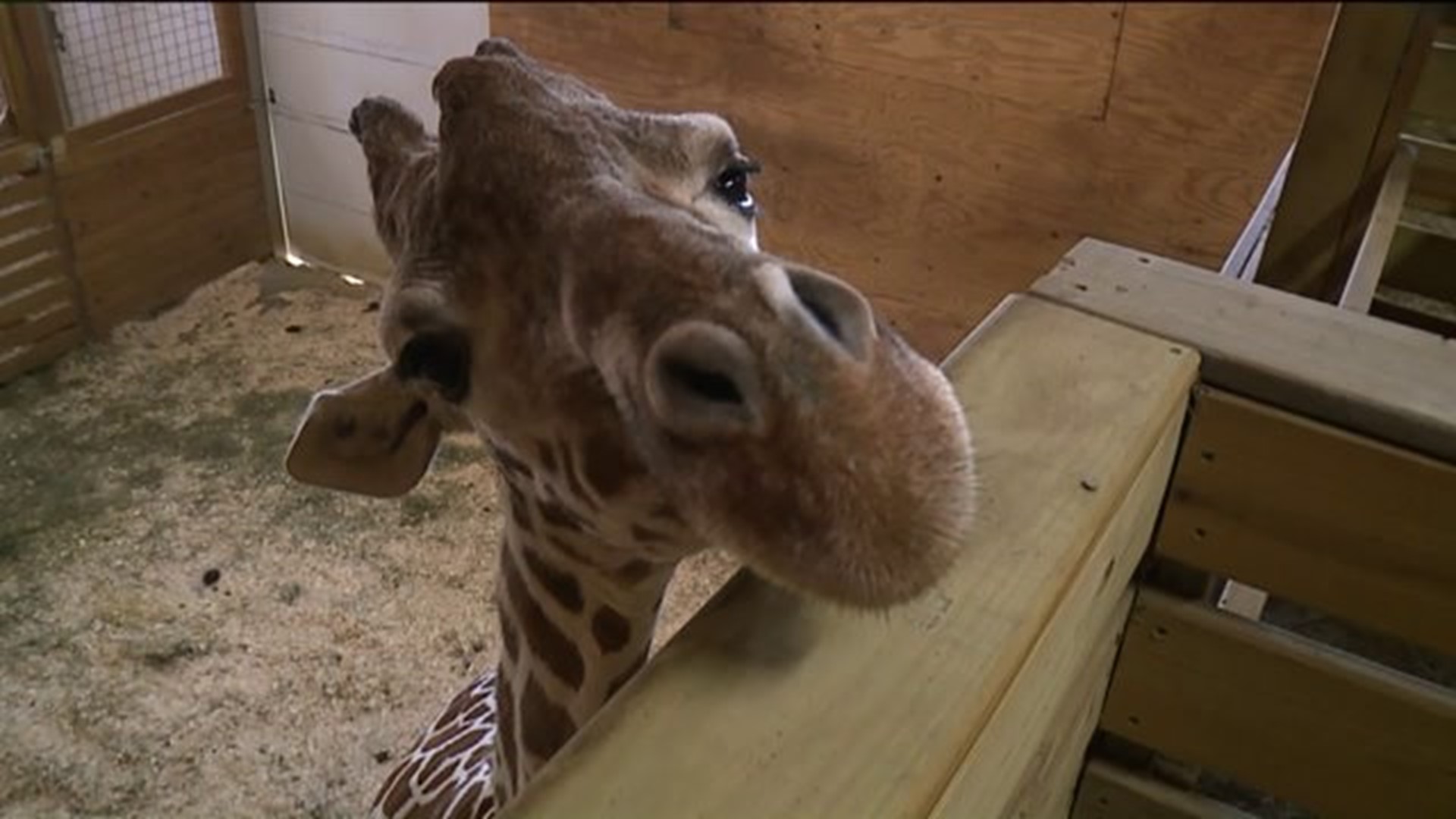 Live Streaming Video Of Expectant Giraffe Goes Viral