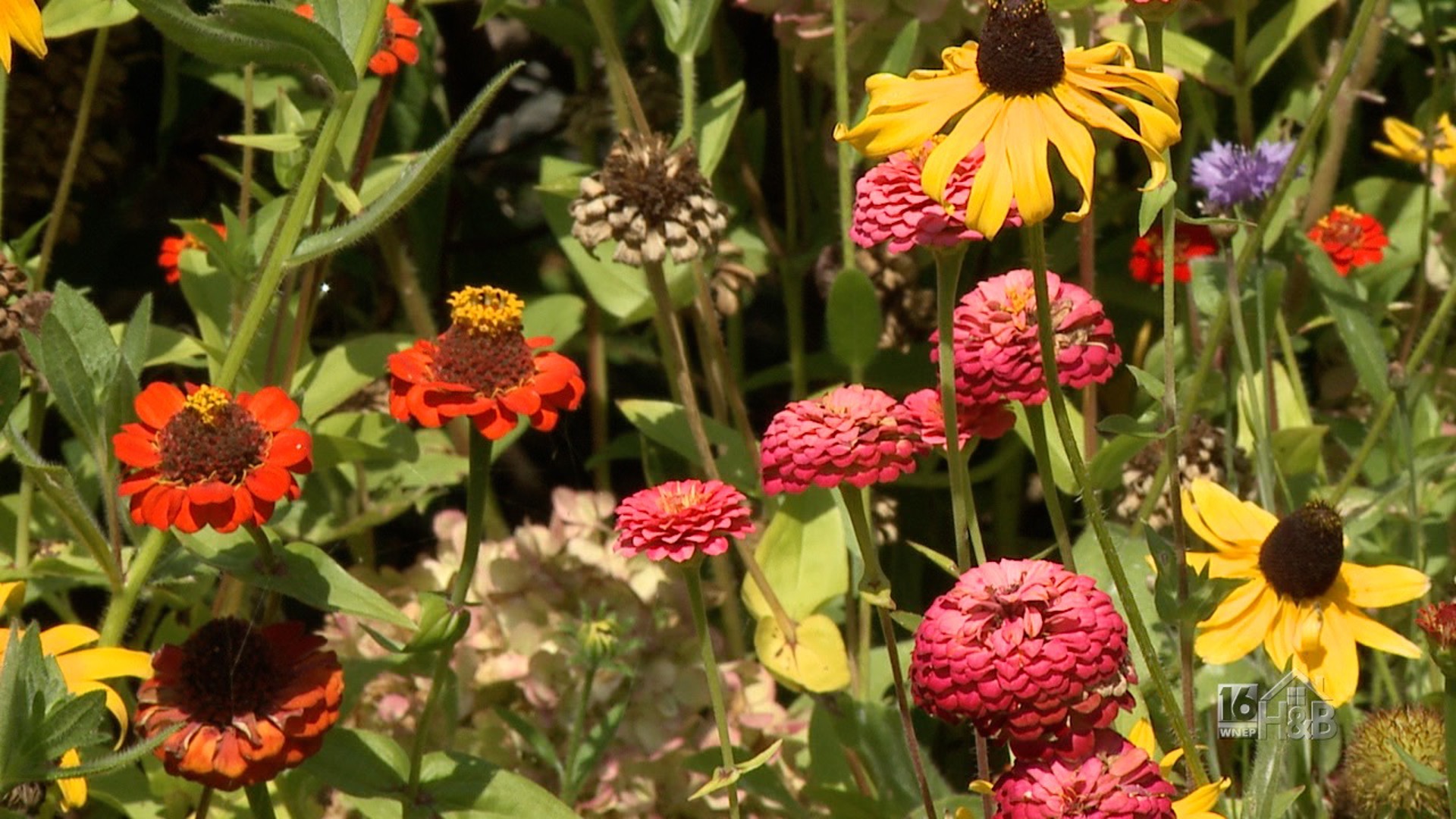 Make Your Own Arbor Plus Wild Flower Garden Borders