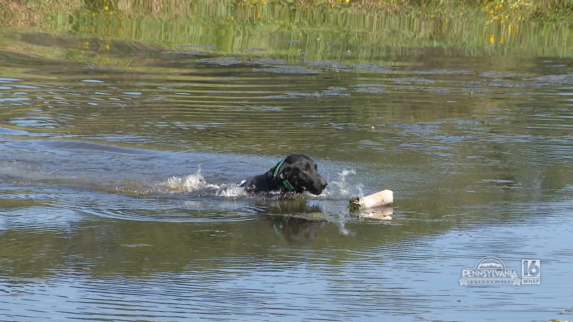 Tips on getting your hunting dog to retrieve downed game in water.