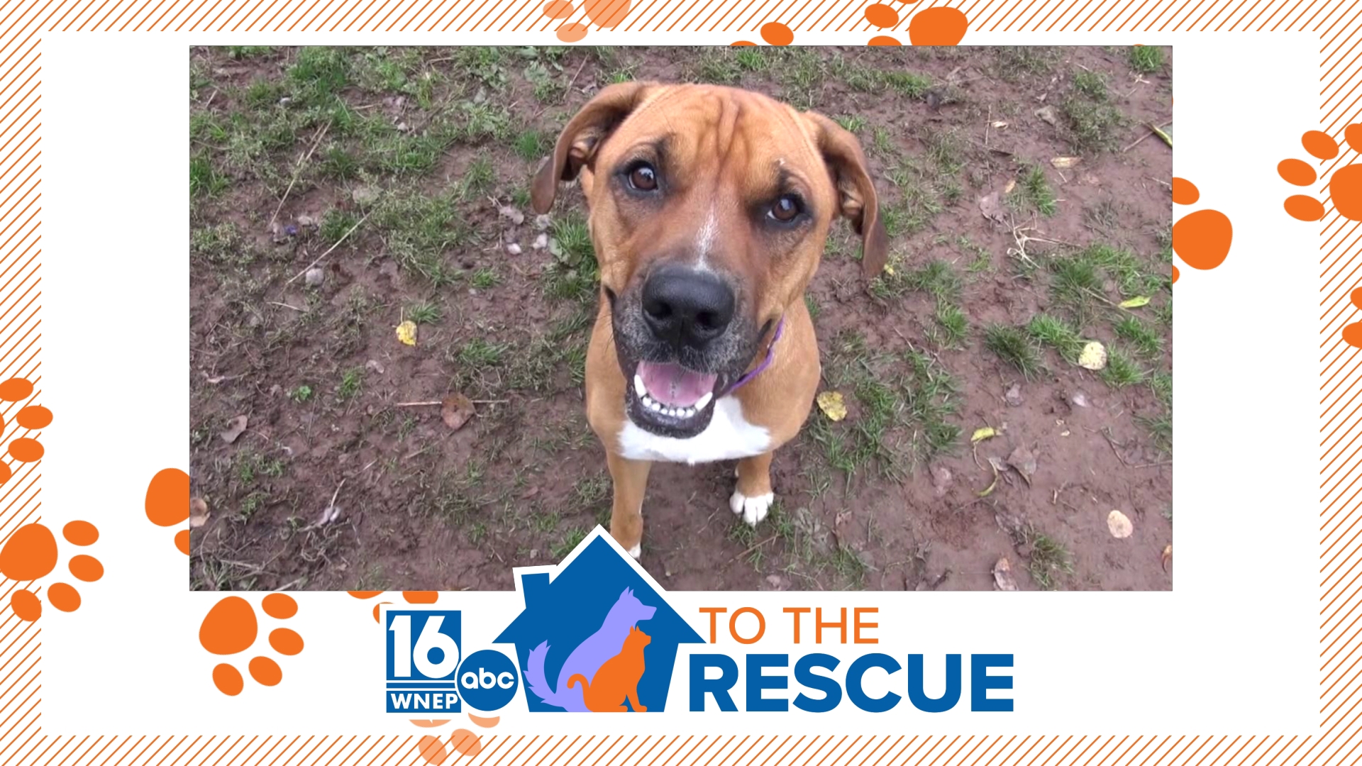 In this week's 16 To The Rescue, we meet a 2-year-old boxer mix who was found as a stray and is living at an animal shelter in Wayne County.