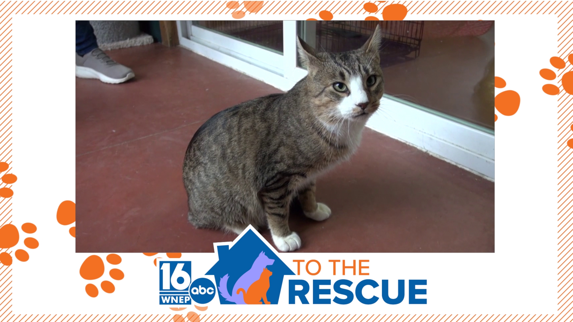 In this week's 16 To The Rescue, we meet a 2-year-old cat who rescue workers say is the shelter's greeter, and they have no idea why he gets overlooked.