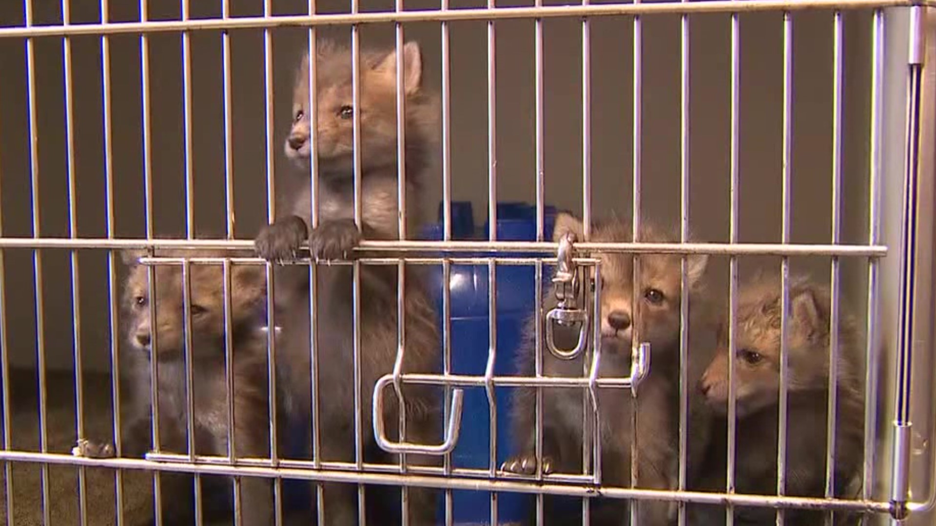 Currently, there is no state funding to help Wildlife rehabilitation centers