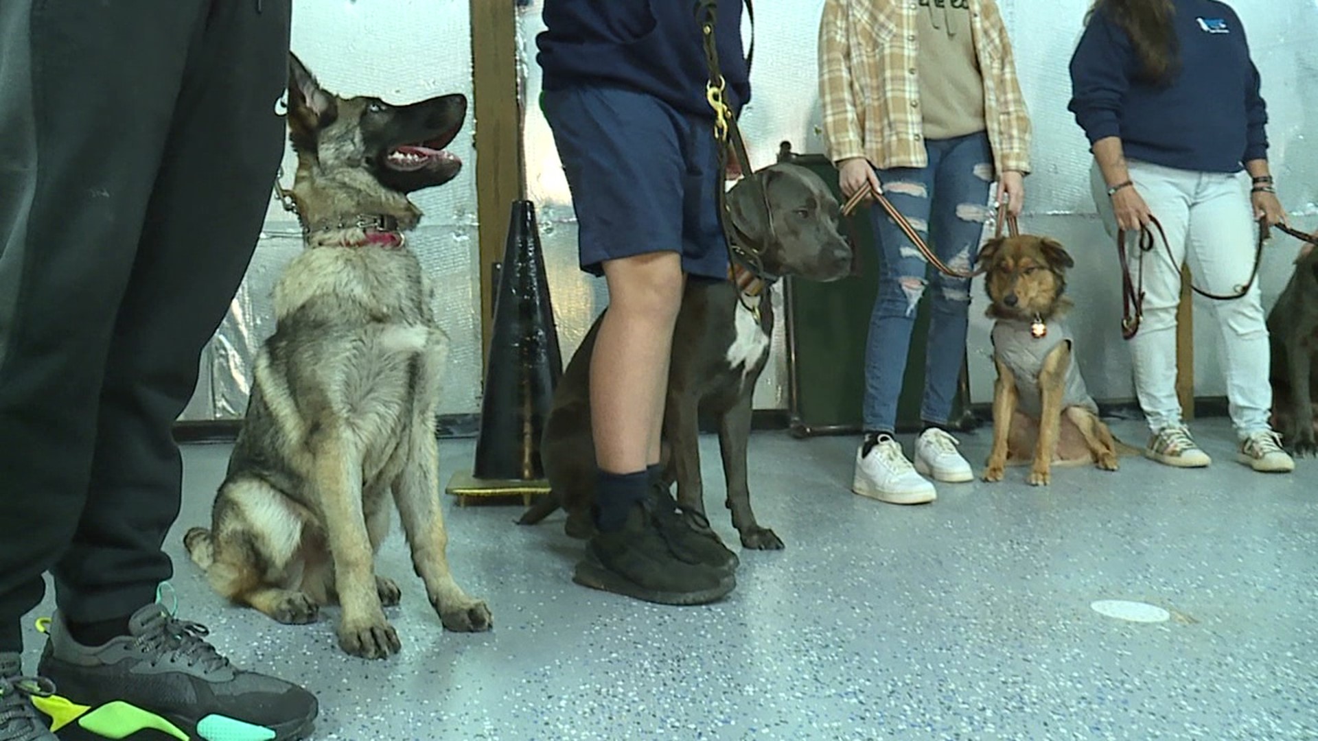 It's a problem that dog trainers say has gotten worse since the start of the pandemic, and it's part of the reason why shelters are overwhelmed.