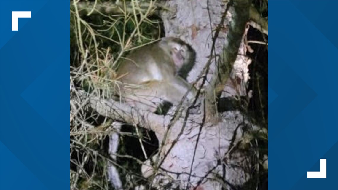 Four monkeys on the loose after crash near Danville