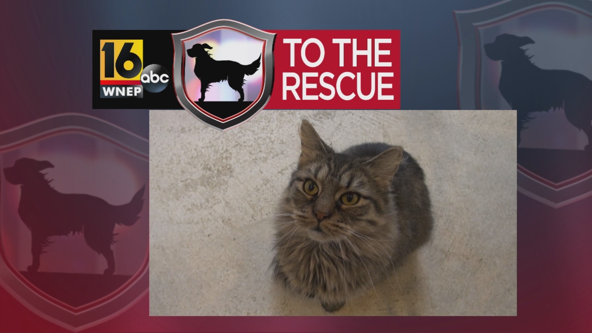 In this week's 16 To The Rescue, we meet a 3-year-old long-haired tabby cat who keeps getting overlooked at the shelter, but shelter workers cannot figure out why.