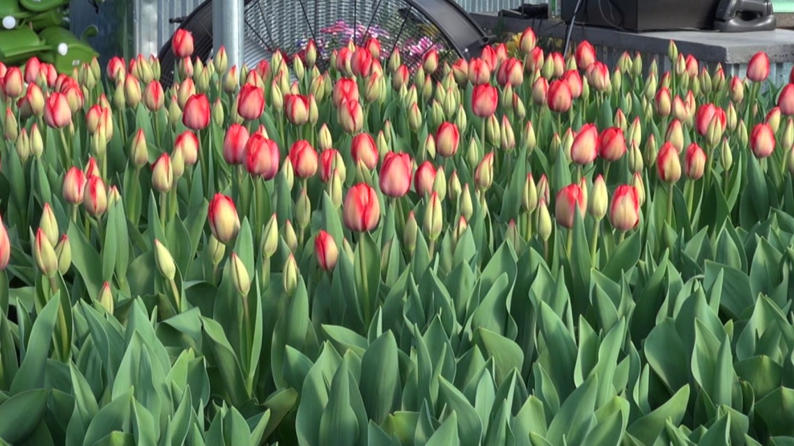 An earlier Easter, means some changes for florists - Vimarsana News