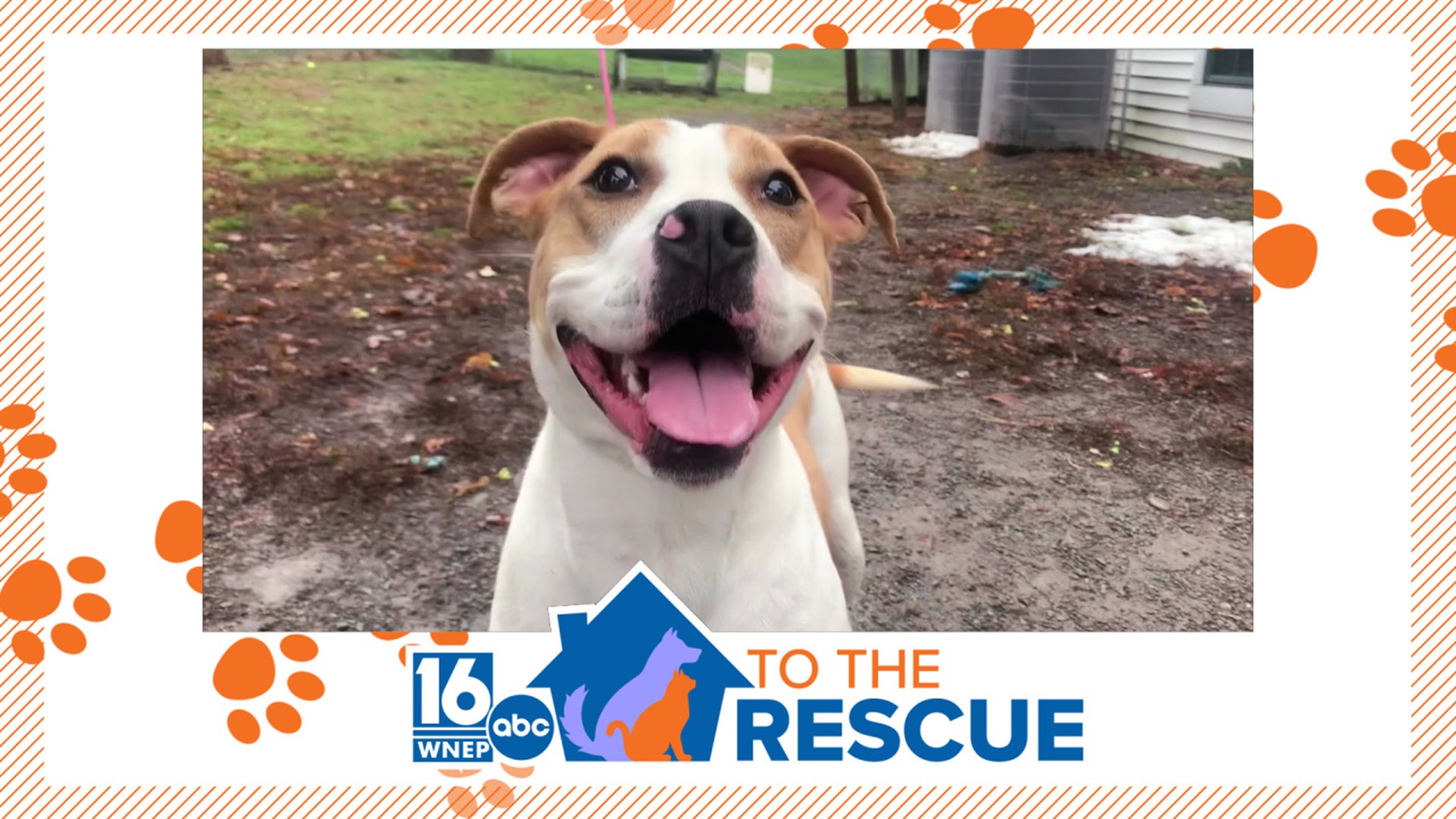 In this week's 16 To The Rescue, we meet a 1-year-old boxer/mix who was left tied to a tree. Rescue workers saved her and now want to find her a forever home.
