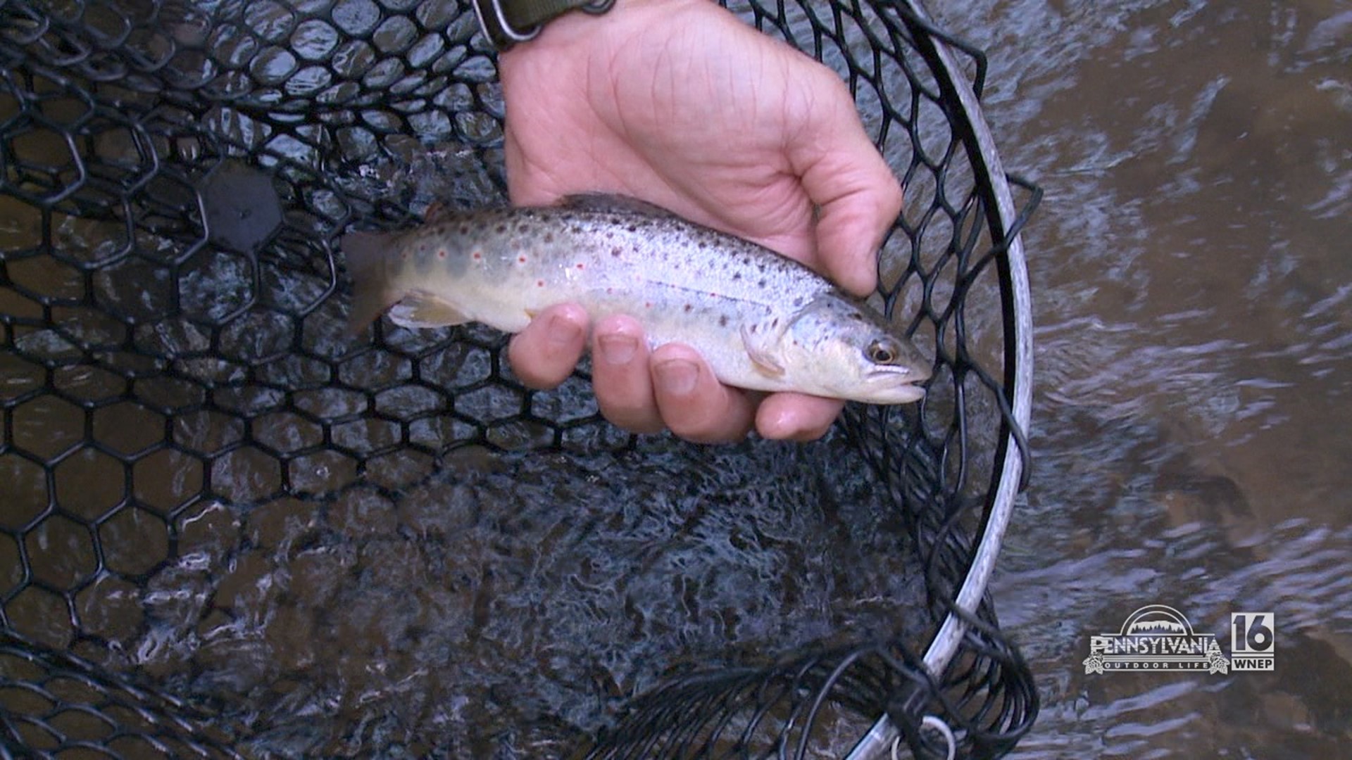 Deadly spinners for trout.