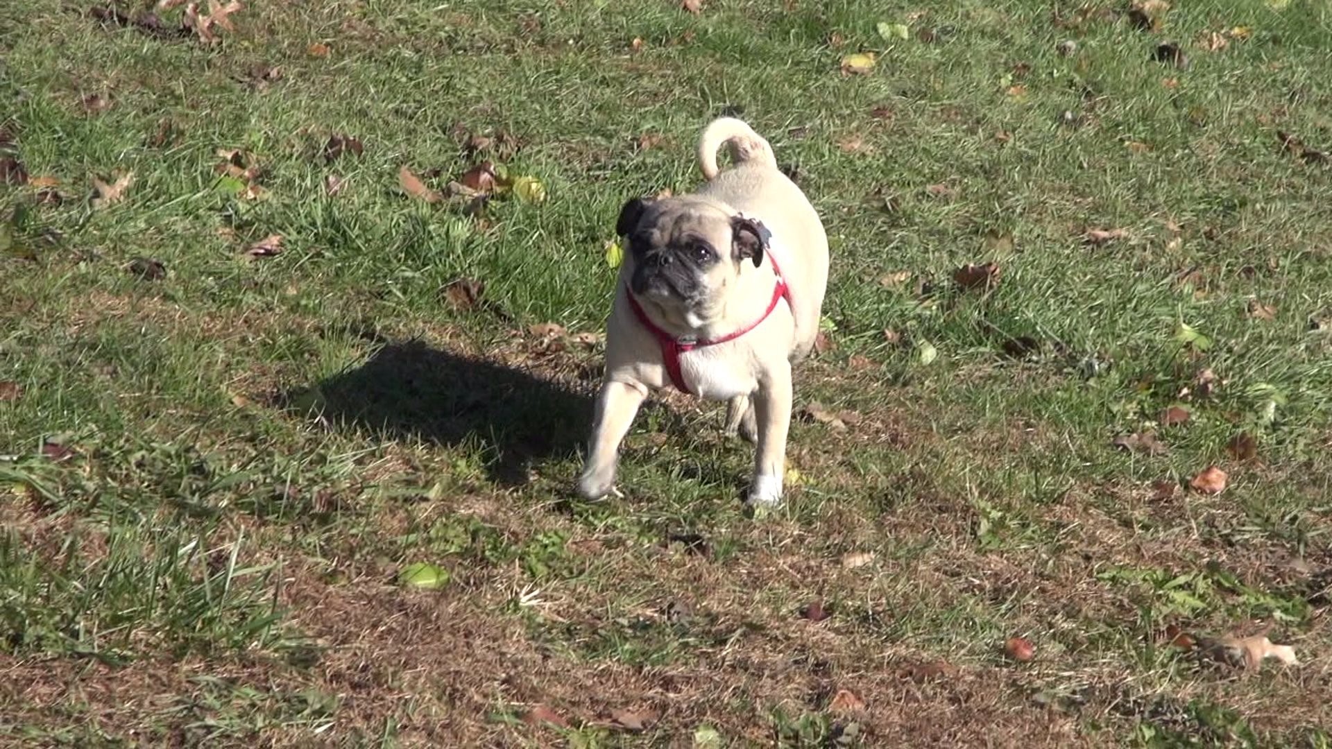 Berwick Area Dog Park in the Making | wnep.com