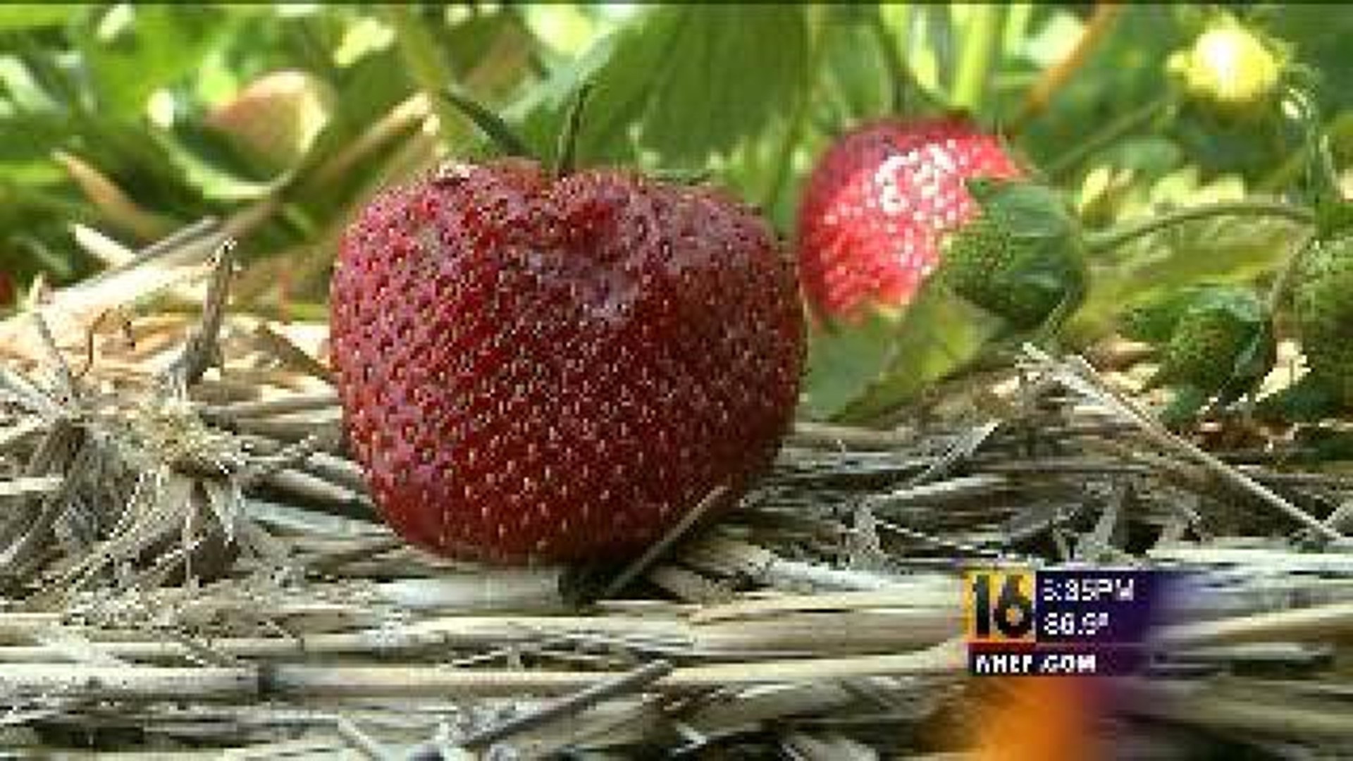 Storms Damage Some Strawberry Crops
