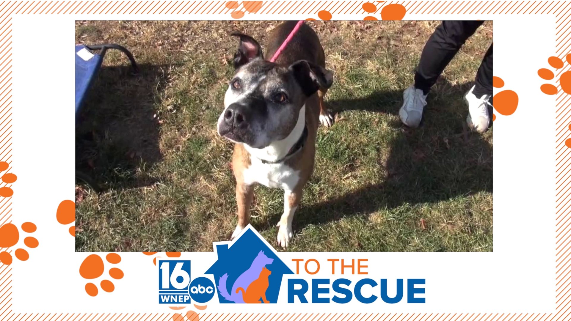 In this week's 16 to the Rescue, we meet a 10-year-old boxer/mix who has lived at a shelter in Schuylkill County for more than half his life.