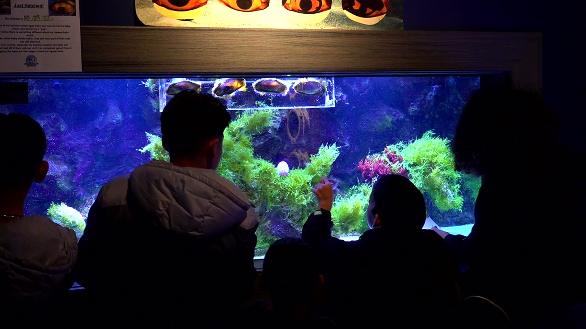 The Electric City Aquarium hosted the scavenger hunt throughout its exhibits.