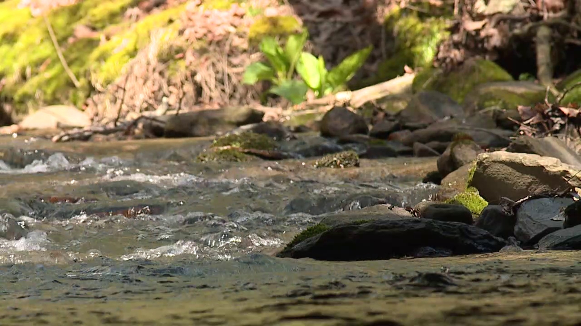 Enjoy the sights and sounds of the Briar Creek.