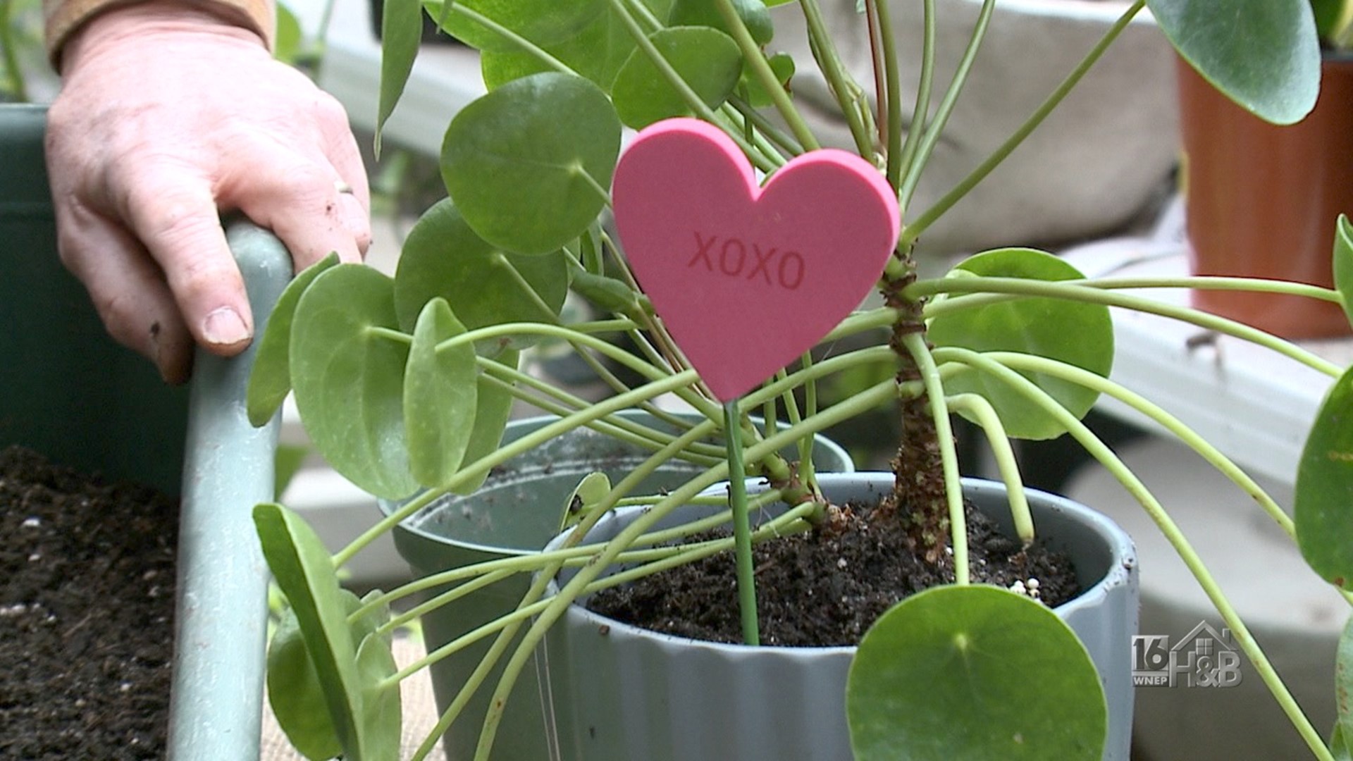 Long Lasting Alternatives To Valentine Roses