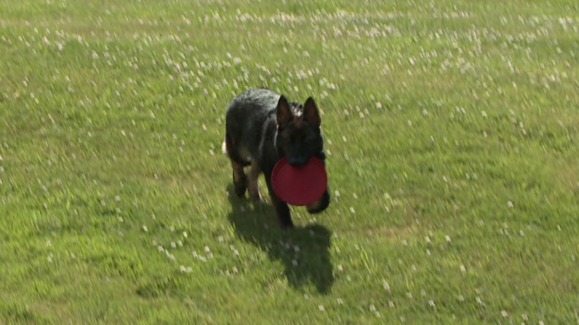 The German Shepherd is being trained to do drug-sniffing searches, helping staff at Geisinger Marworth.
