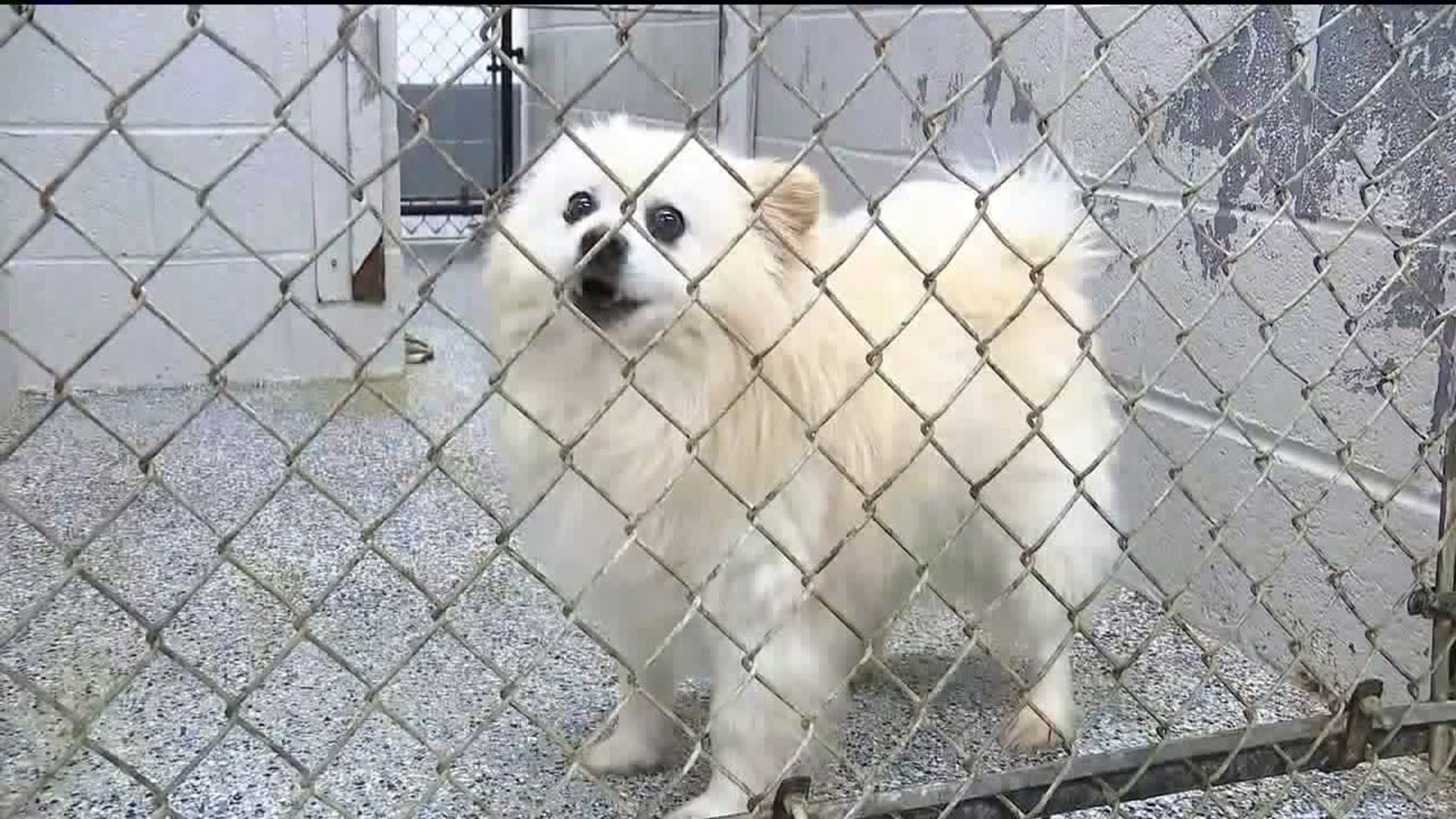 carbon county animal shelter