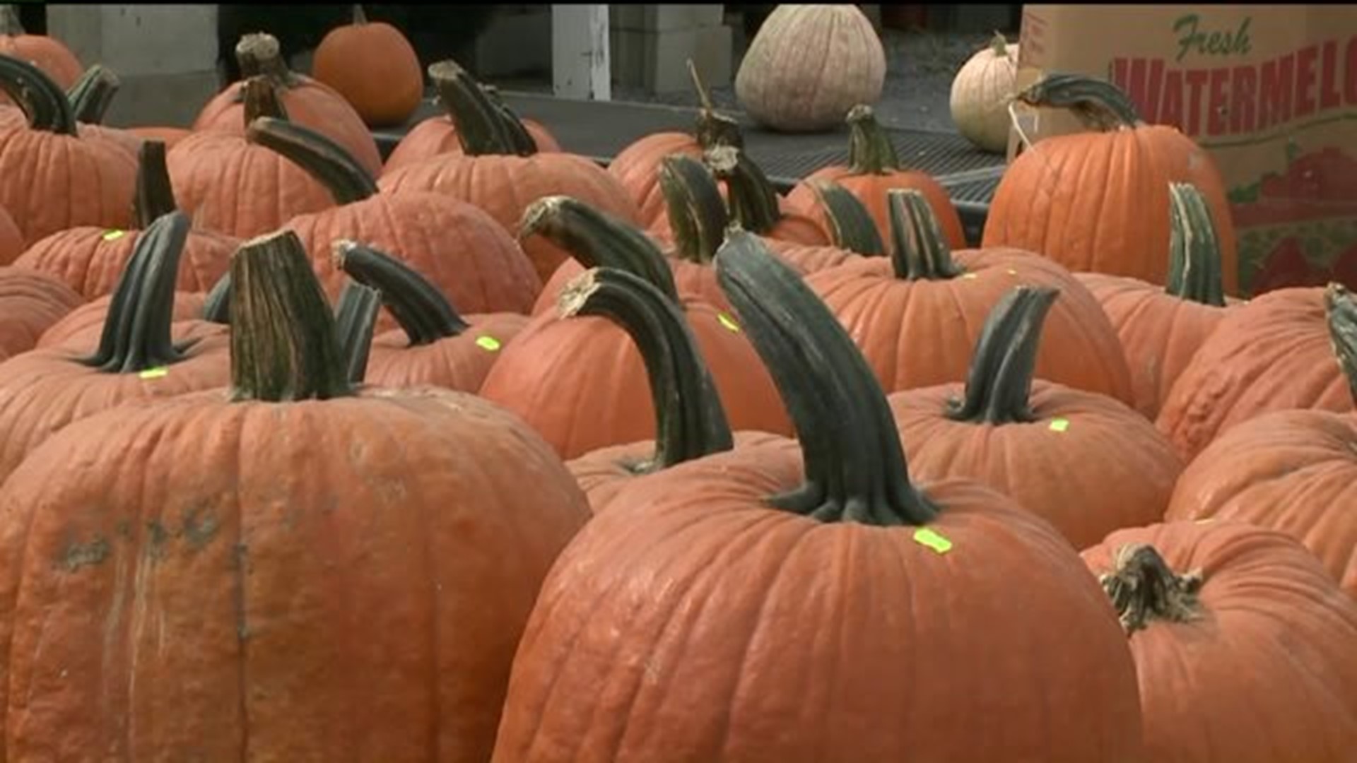 Pumpkins Ready to be Picked in Union County