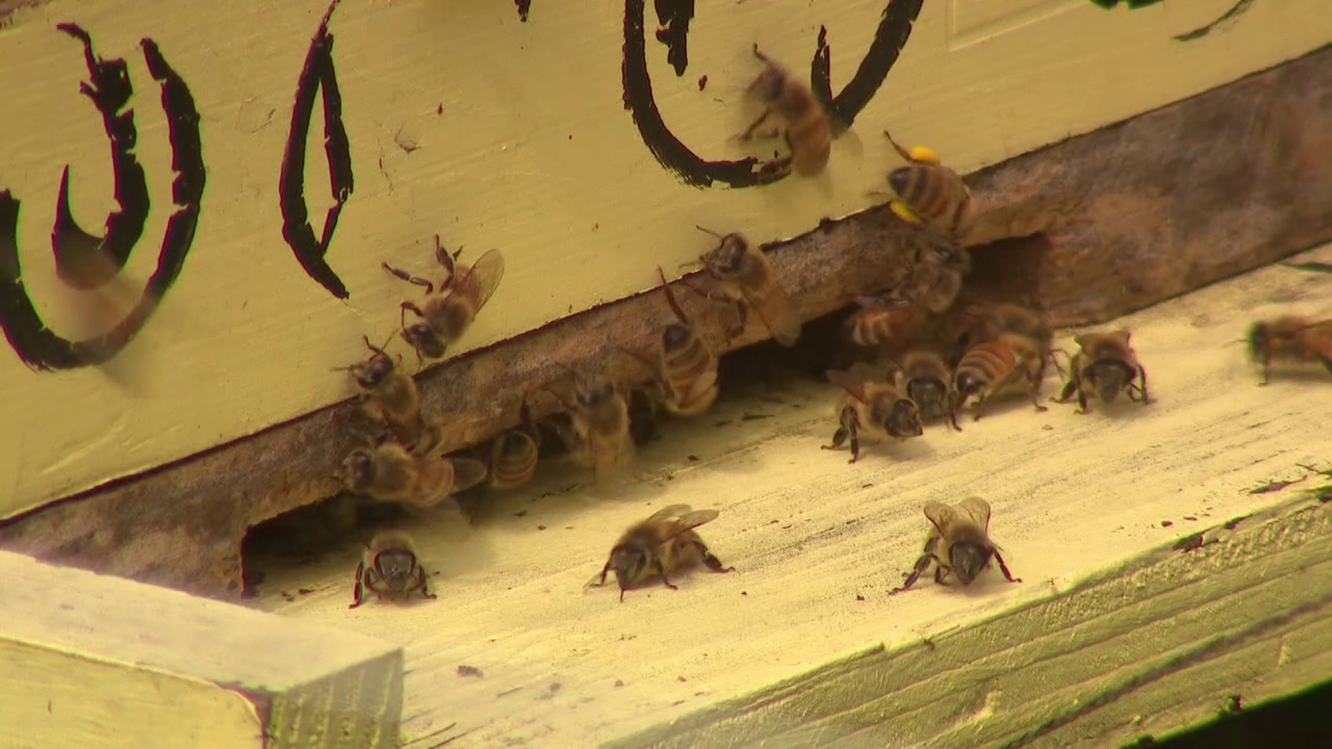 Smithfield Township will soon have a place where beginner beekeepers can start their own colonies.