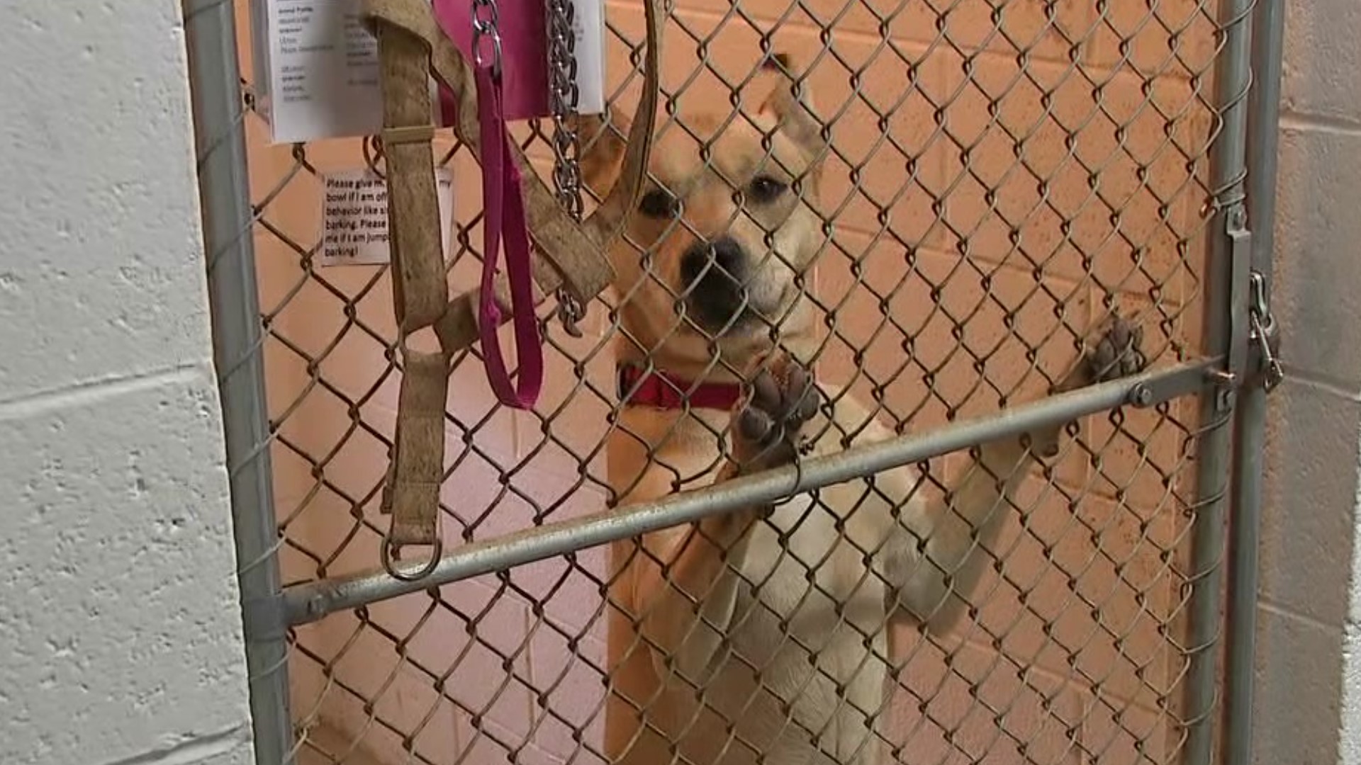 Animal shelters across the country are experiencing the same problems — adoptions are down and surrenders are up.