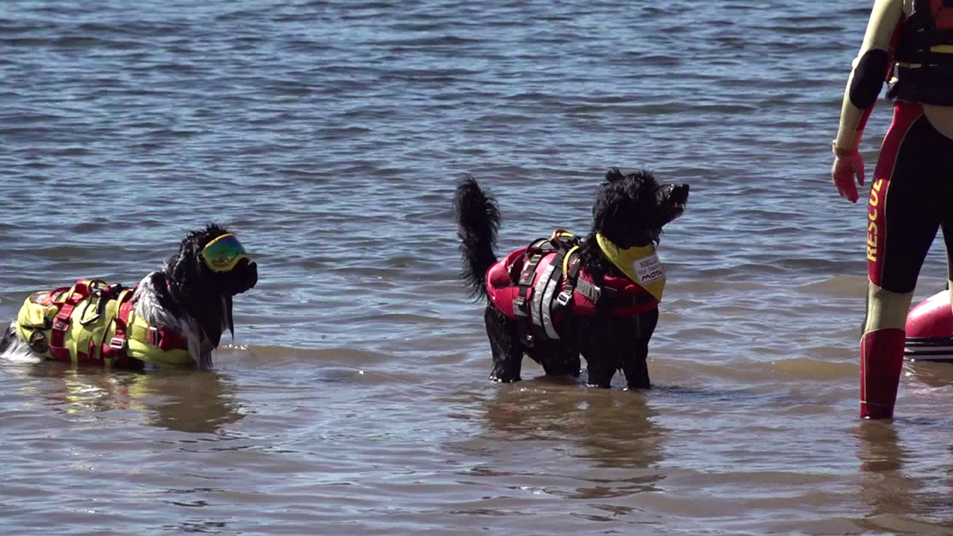 Newswatch 16's Valeria Quiñones takes us to the 3rd annual Bark in the Park, which features goods for K9 friends, educational resources, and more.