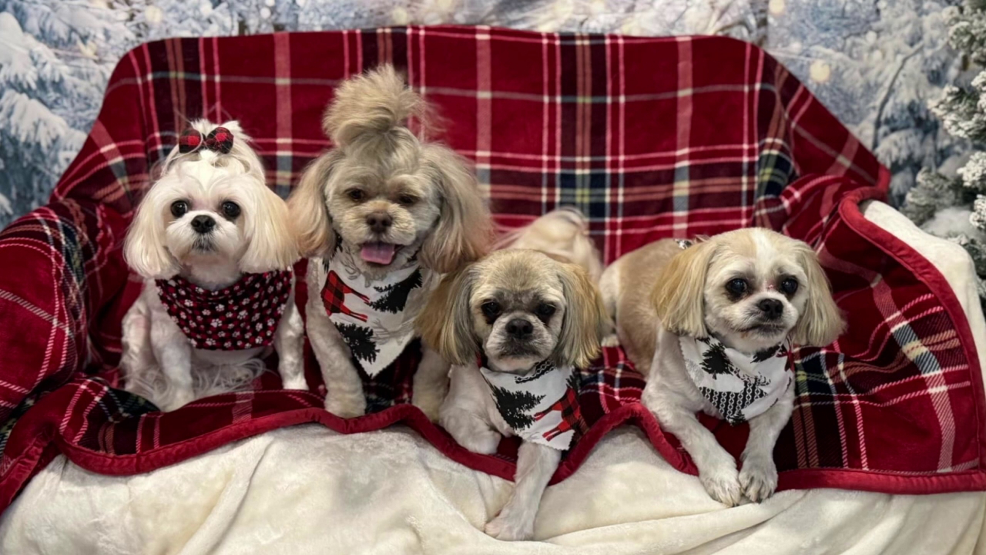 Pets dressed in their holiday best in this edition of WNEP's Pet Slideshow.