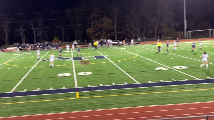 All fawn and games | Deer crashes soccer game in Pennsylvania