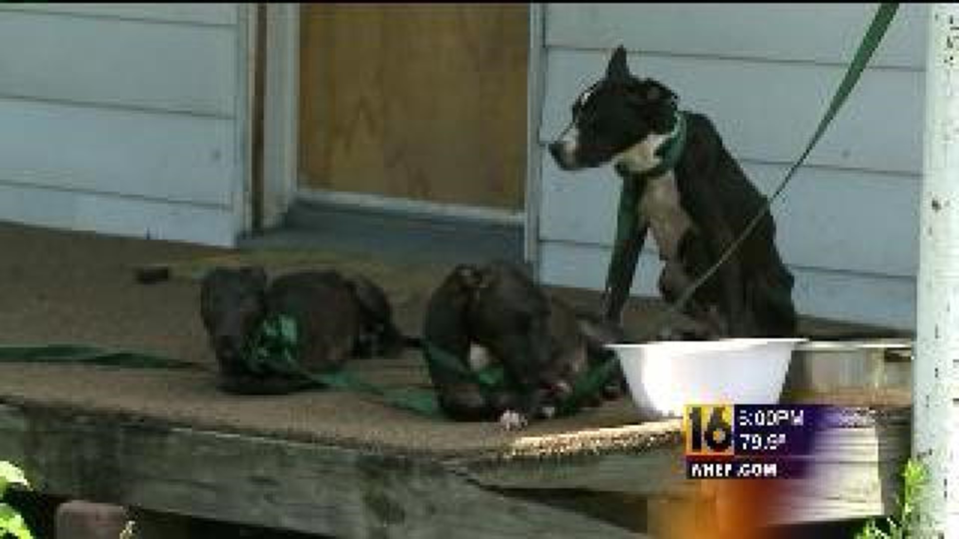 Malnourished Dogs Abandoned In Hot House