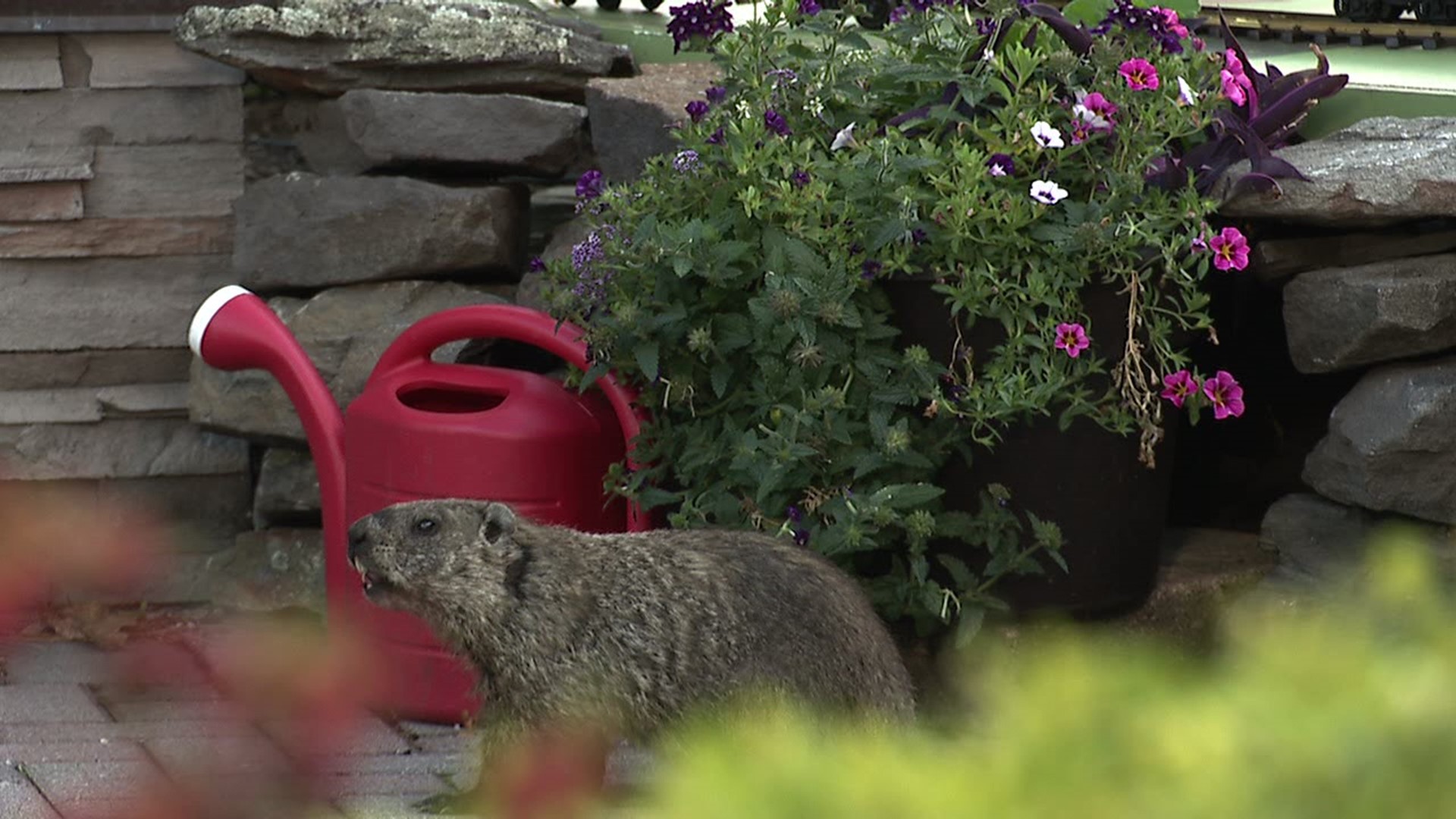 Pennsylvania's third most famous groundhog was hungry.