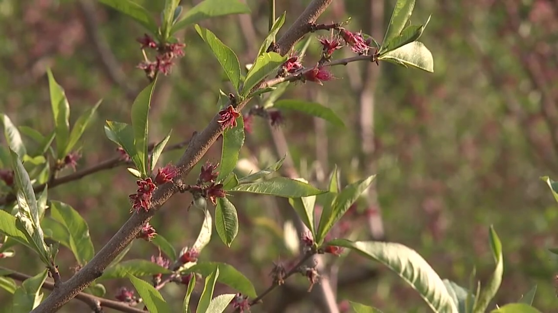Northeastern and Central Pennsylvania planting season - Vimarsana News
