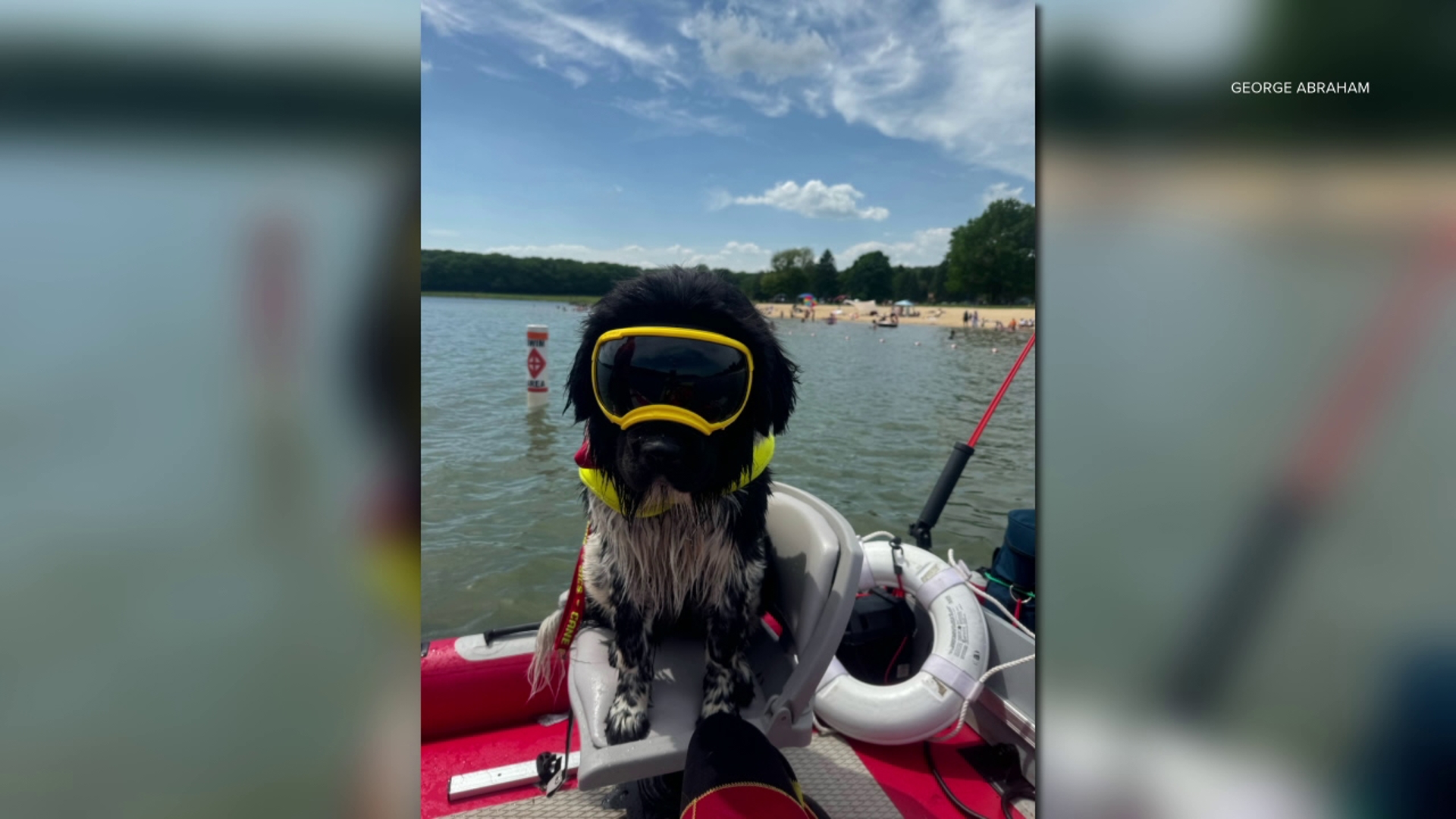 Kelby, a water rescue dog, helped bring a man to safety Sunday at Beltzville State Park.