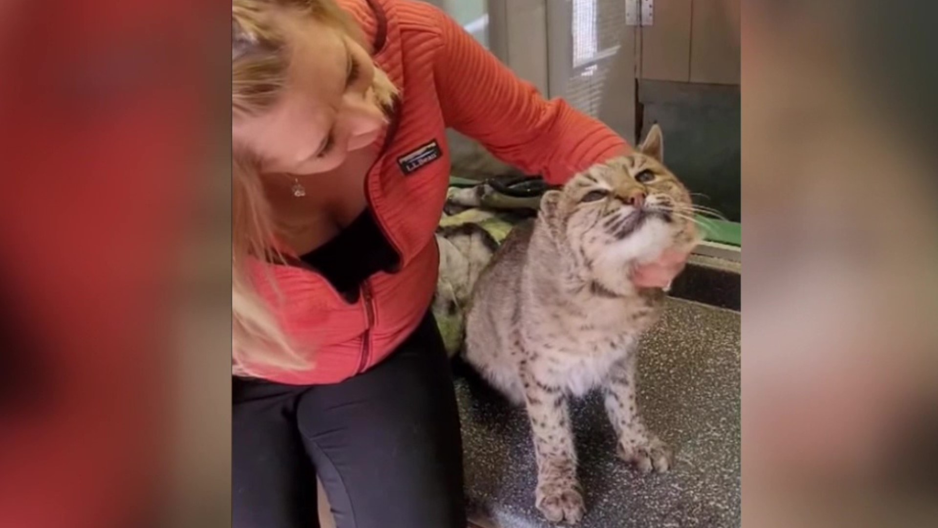 The 22-year-old North American bobcat is recovering well after she was stolen from Pocono Snake & Animal Farm near Marshalls Creek on Friday.