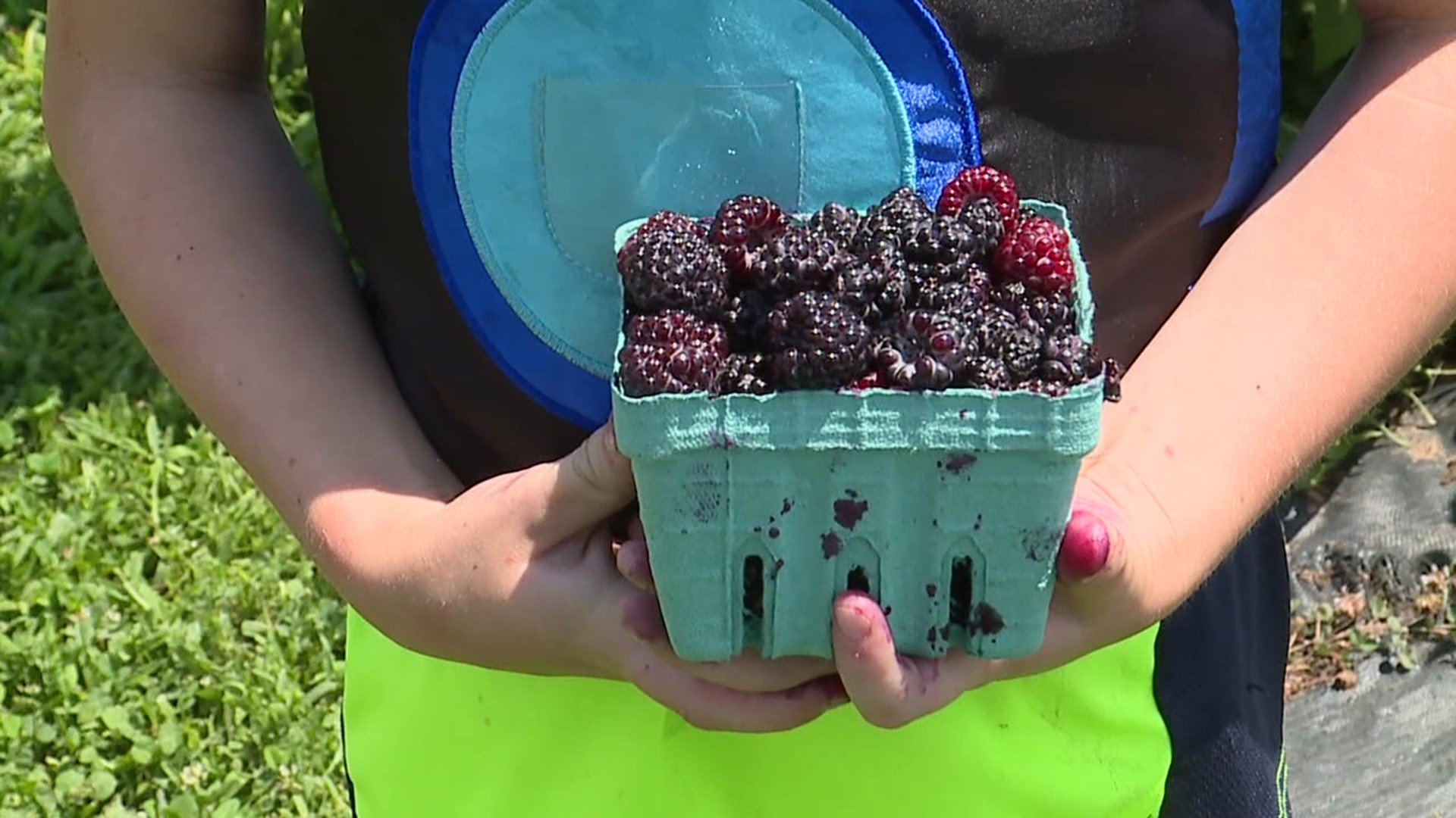 Berry season is in full swing and runs through the end of July in central Pennsylvania.