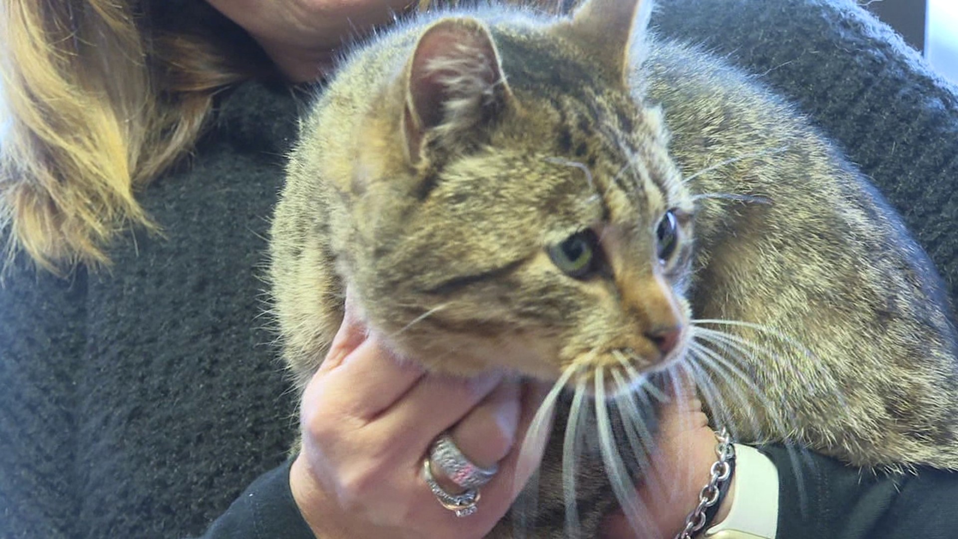 Newswatch 16's Courtney Harrison spoke with the mechanic who found the friendly feline.