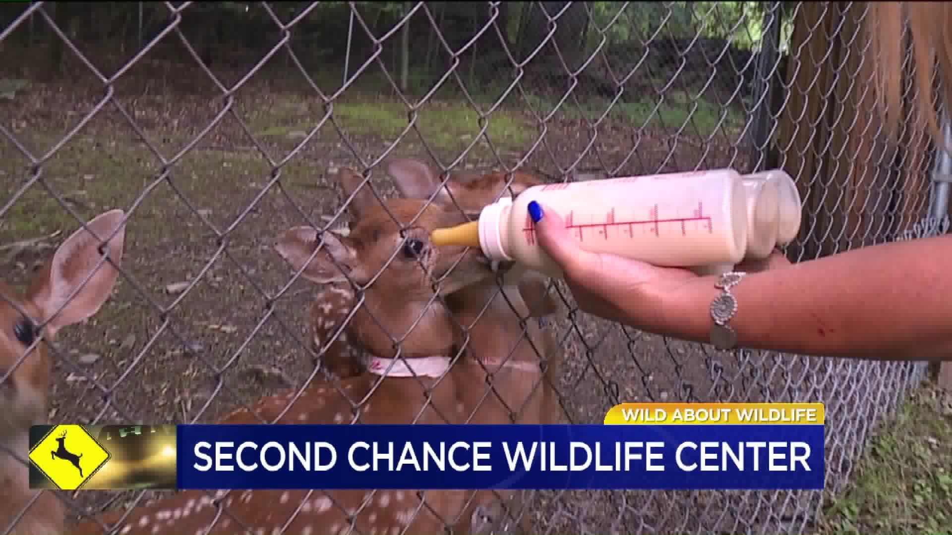 Oh Deer! It’s ‘Wild About Wildlife Month’