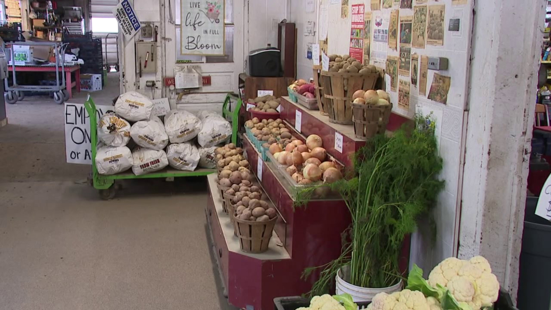 This autumn, it's not just about the pumpkins; it's actually the potatoes that are perfect for picking. 