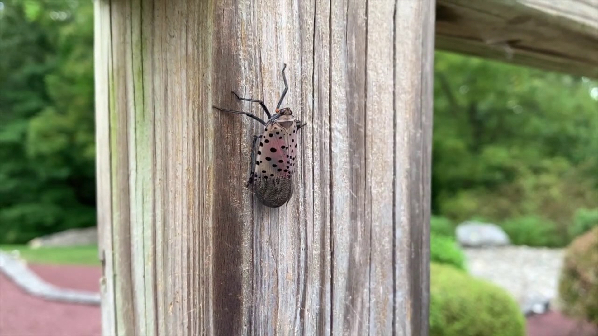 After spending many summers squishing the invasive pest known as the spotted lanternfly, this summer, people are wondering where they have gone.