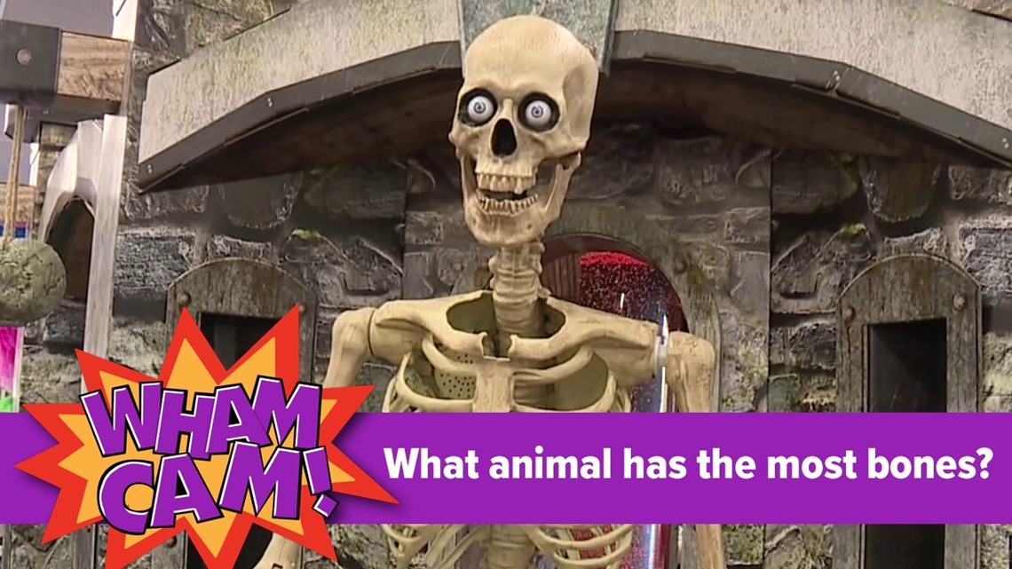 Wham Cam What animal has the most bones?