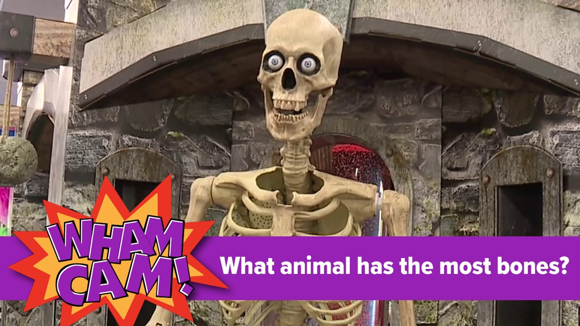 It's now October & Joe's thinking "skeletons." He wants to know what animal has the most number of bones. So he went to Spirit Halloween in Dickson City to find out.