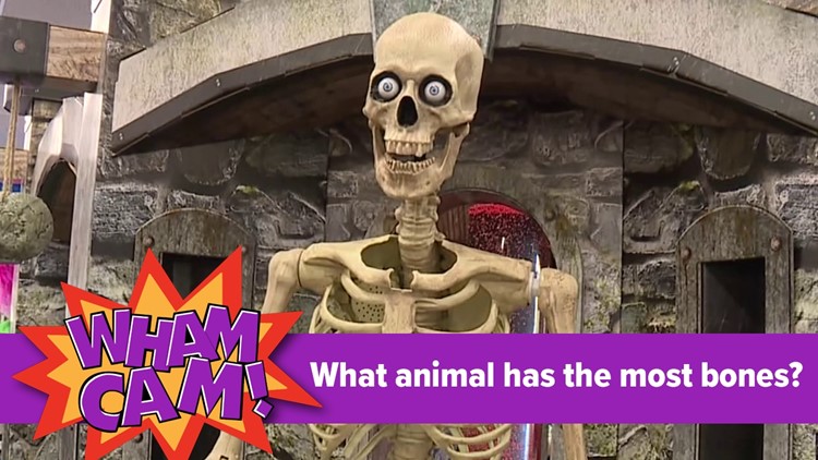 Wham Cam: What animal has the most bones?