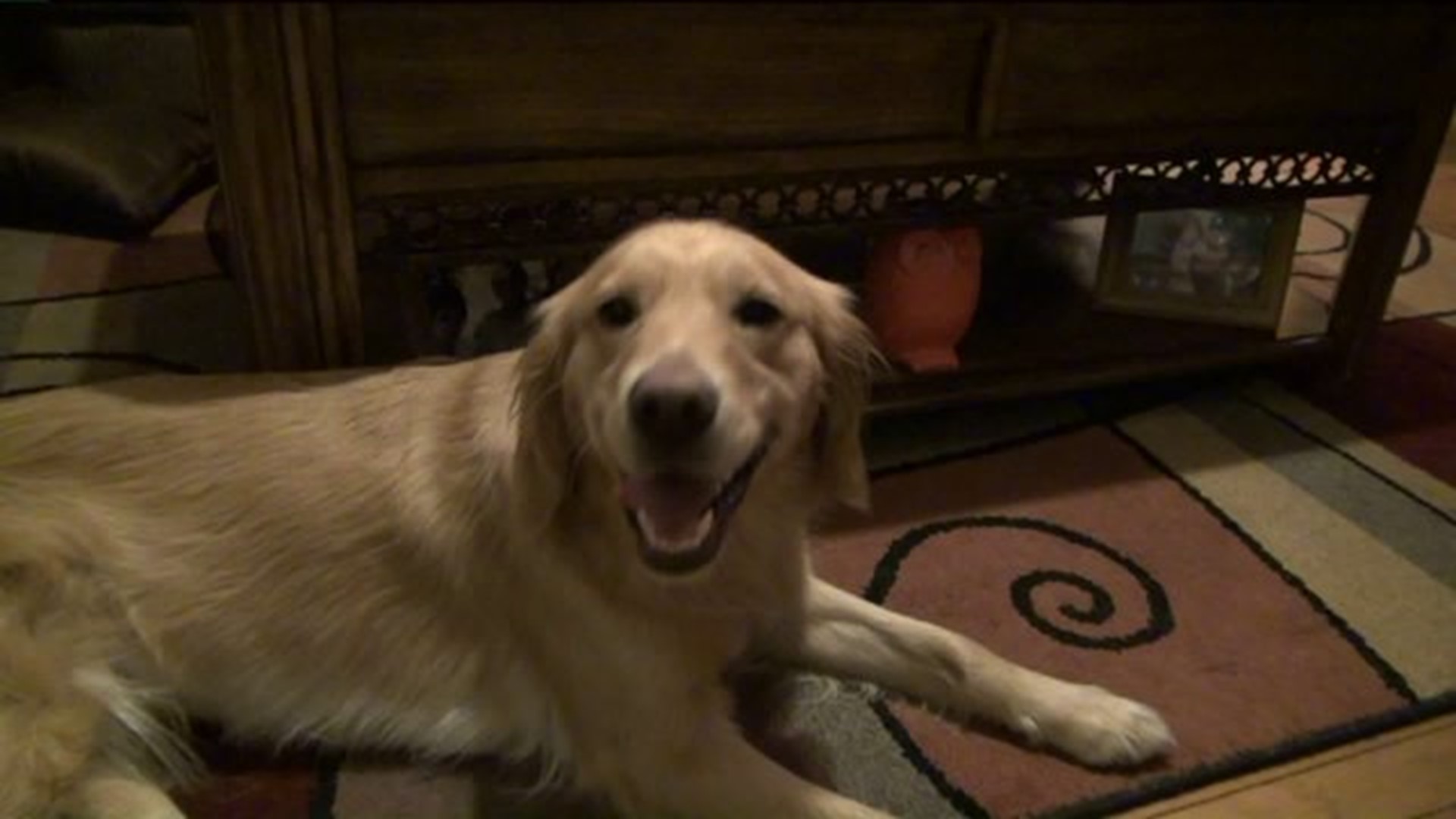 Golden Retriever Back Home with Family After Three Months