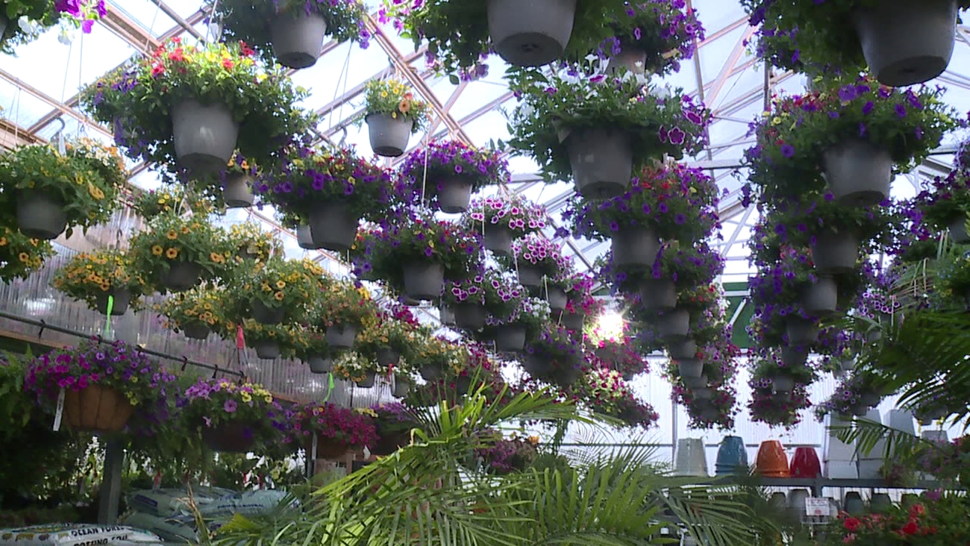 rattan plant hanger basket Rattan Hanging Basket