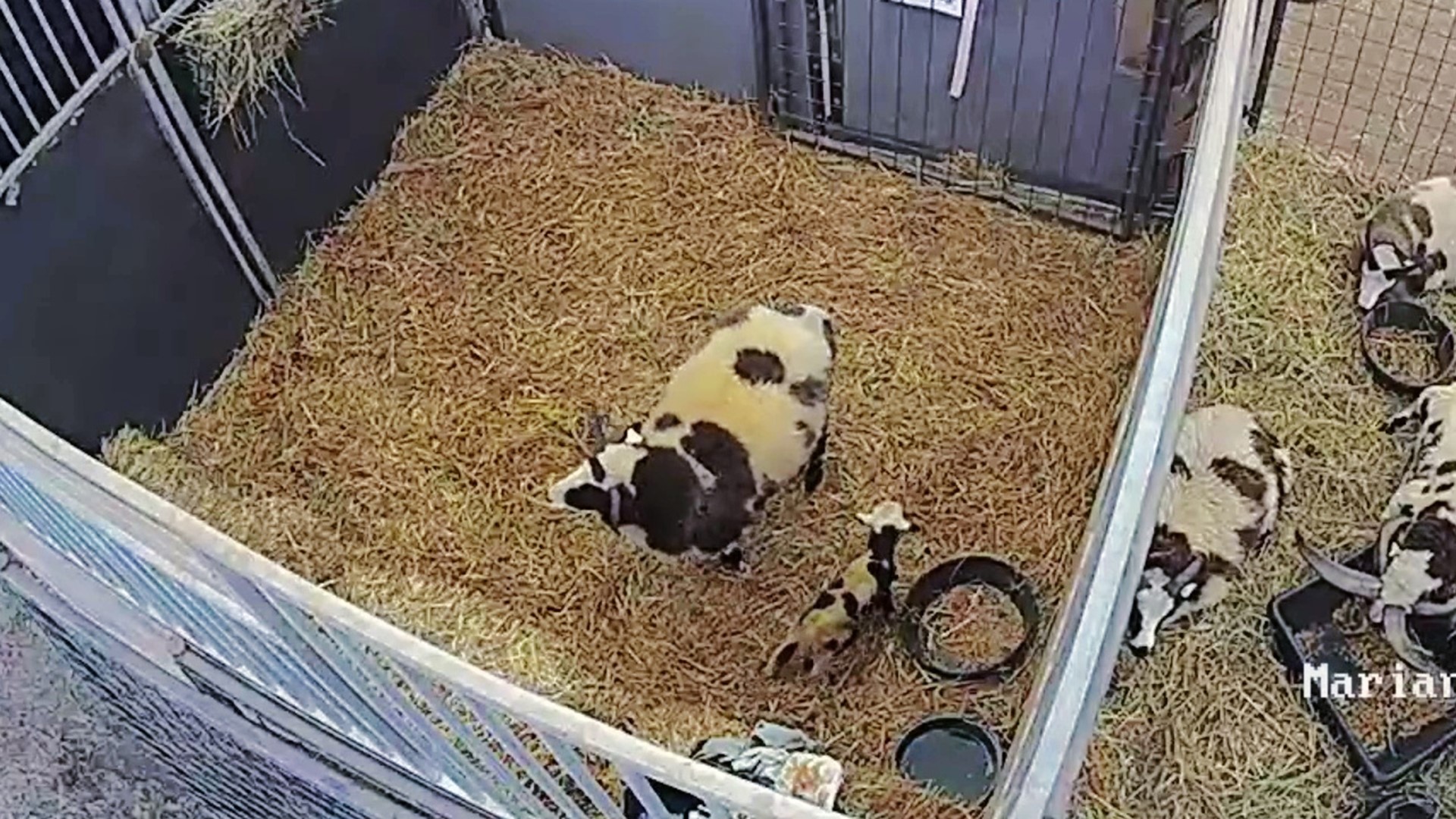 The most famous sheep at this year's fair gave birth on Thursday.