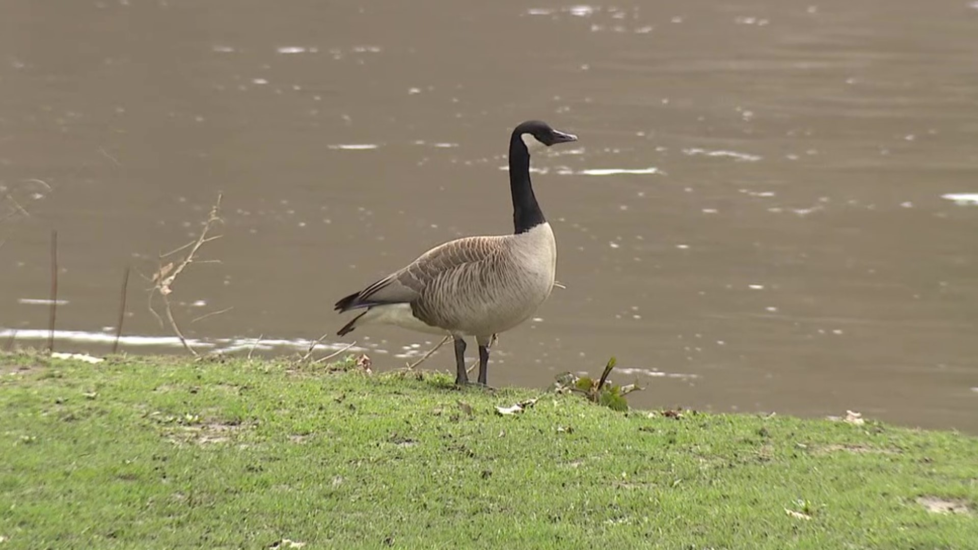 Geese are no longer welcome at Bloomsburg Town Park because of the mess they leave behind.