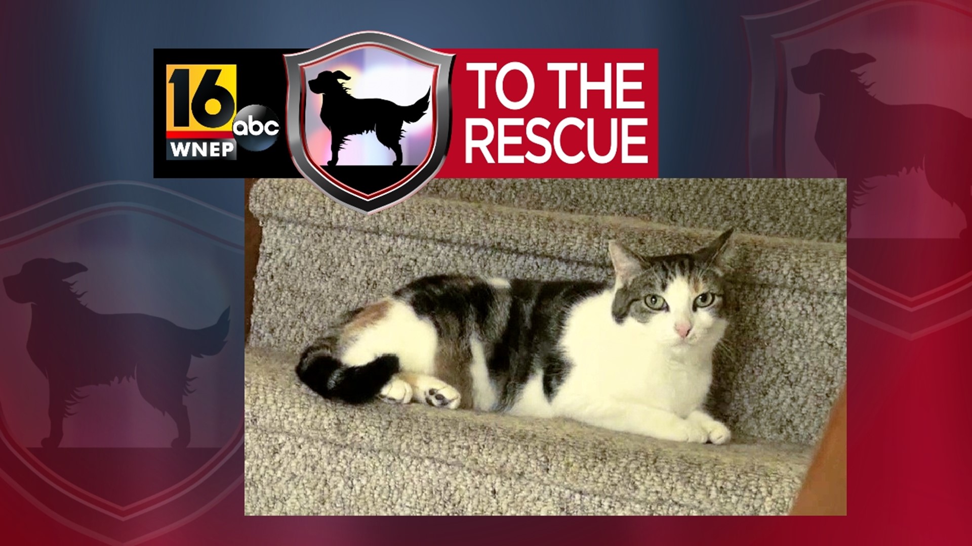 In this week's 16 To The Rescue, we meet a cat getting used to the good life in her foster home after being a stray.