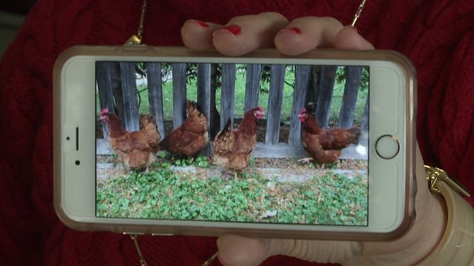 Wham Cam: More Chickens or More People?